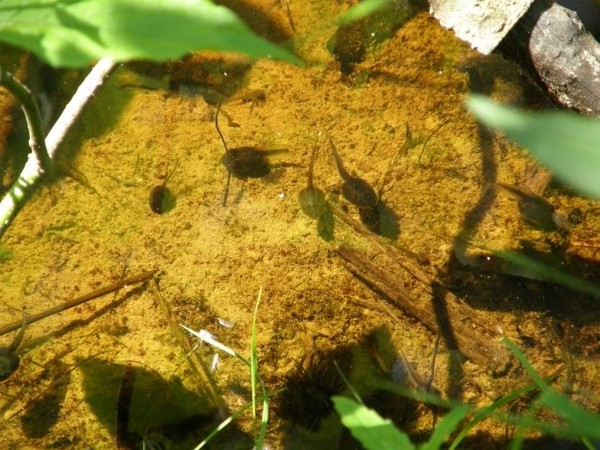 tadpoles