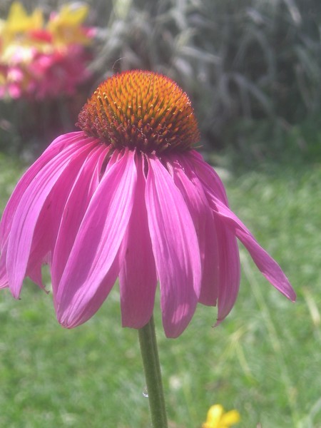 coneflower