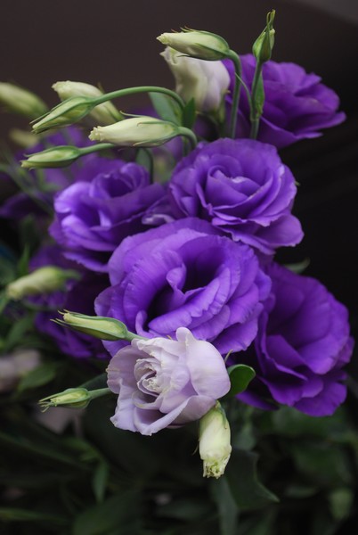 Lithianthus, Beautiful bunch