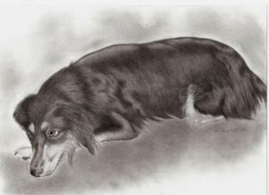 Molly Dog