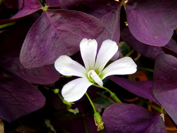 White In The Middle