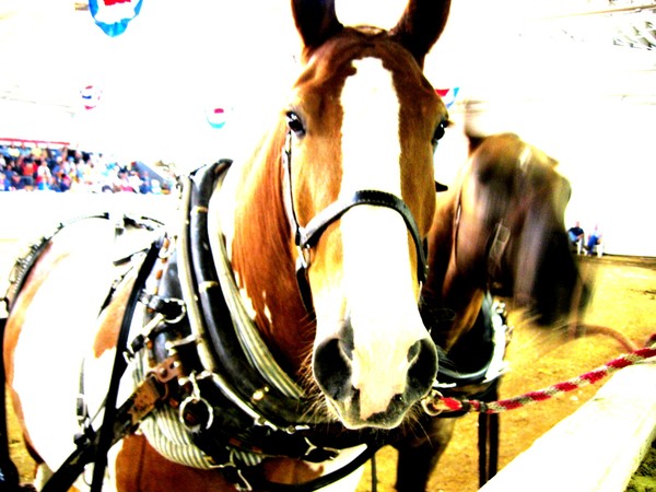 County Fair Stars