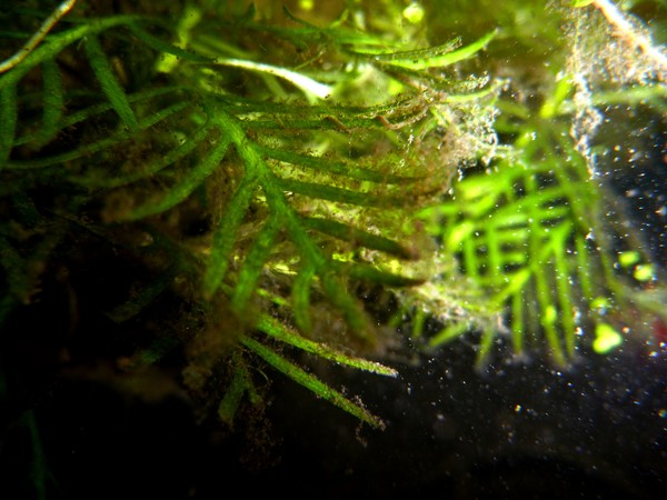 Pond Weeding