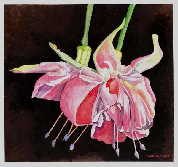 Pink Fuscia