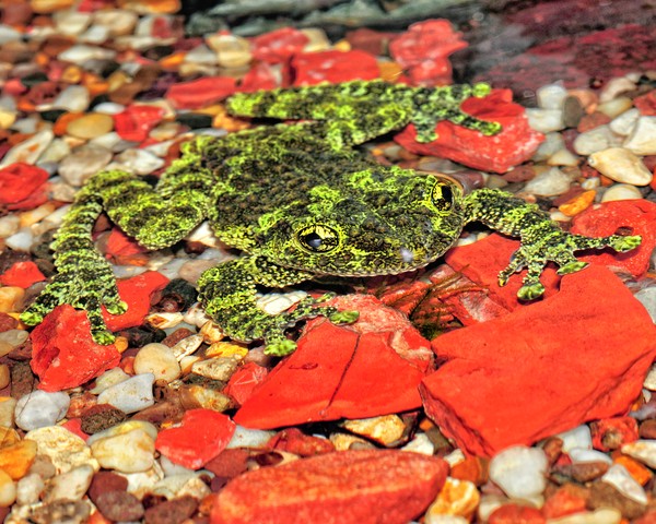 Green Frog in Water
