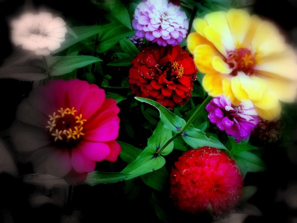zinnias