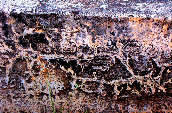 Texture Nature #26