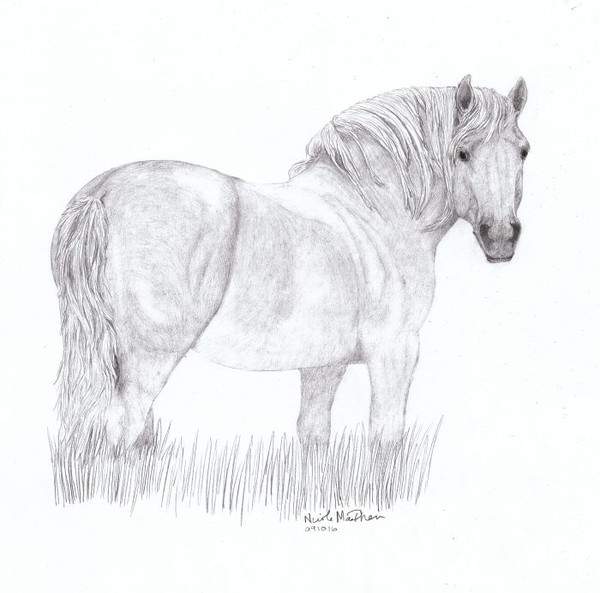 Draft Horse In Grass