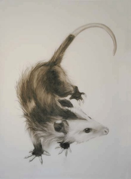OH-Possum!
