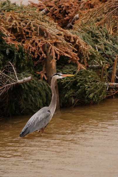 Great Blue Heron