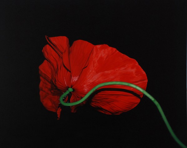 Poppy Passion. Acrylic on canvas 100cm x 80cm