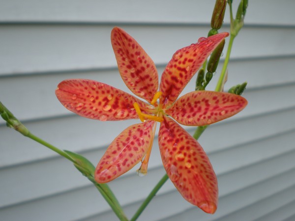 wet flower
