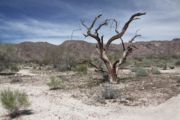 Dead Tree