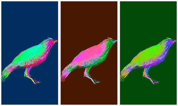 Tribird