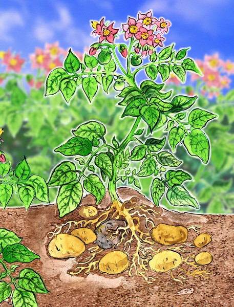 Potatoes
