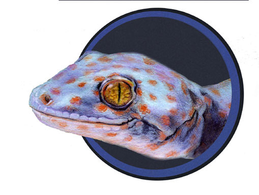 Tokay Logo
