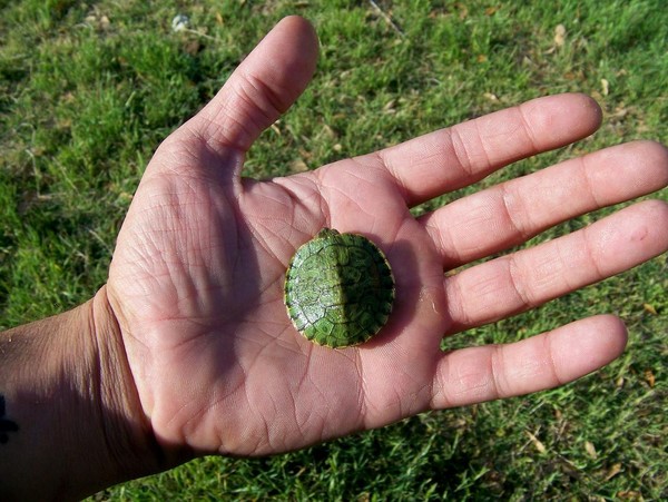 Turtle