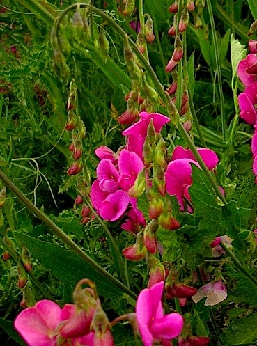 Marin Headland wild flowers
