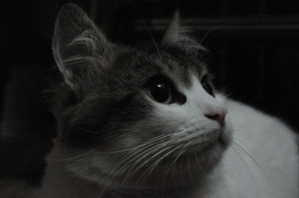 caty