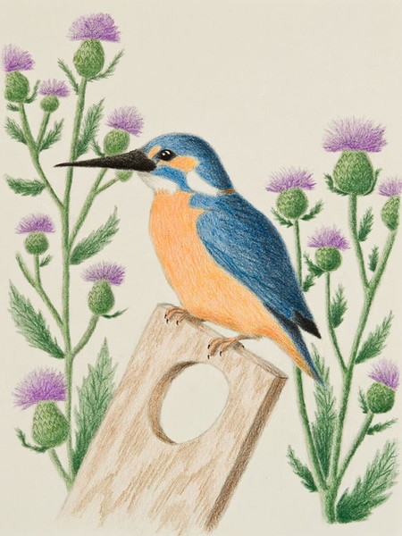 Kingfisher