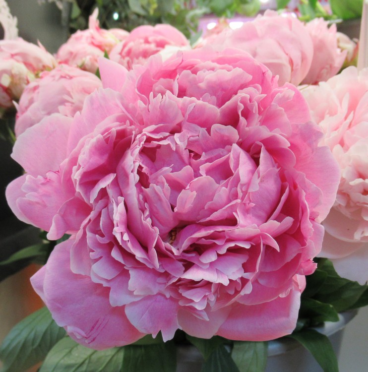 PEONY