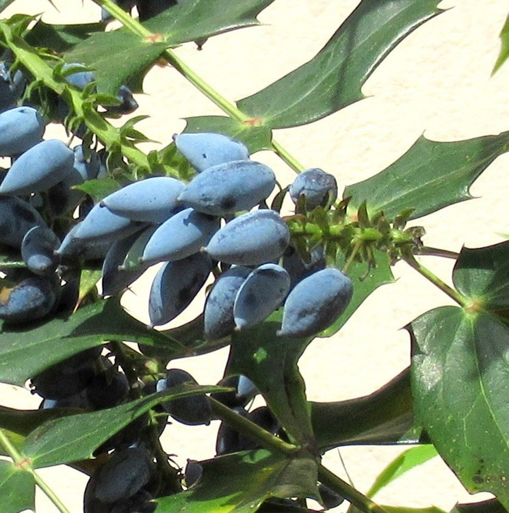 MAHONIA