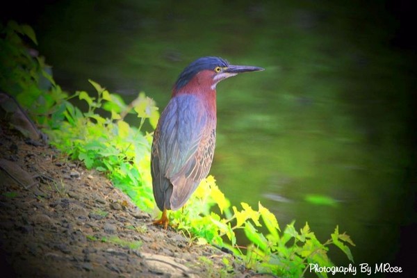 Green Heron