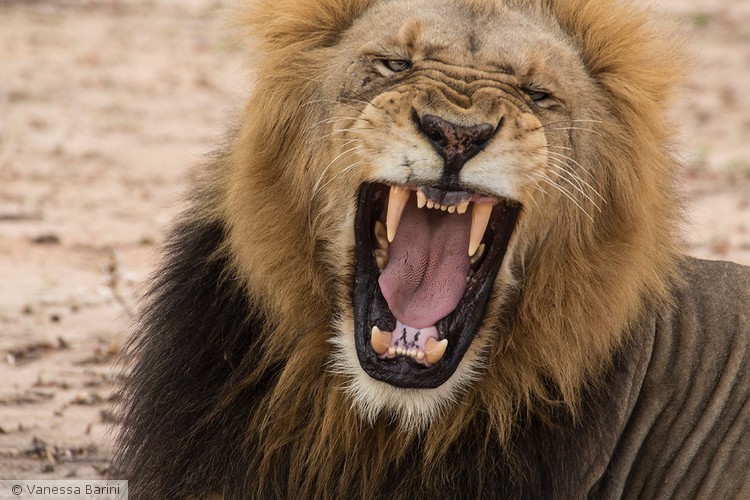 serie This is Africa/ roar