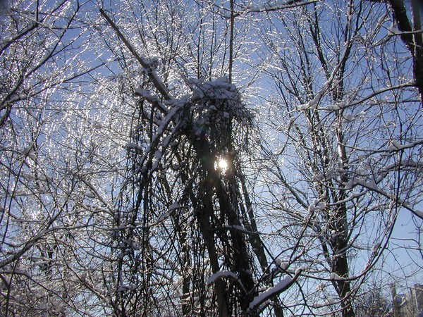Solar Ice