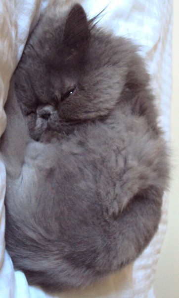 Mow kitty in a tiny little ball
