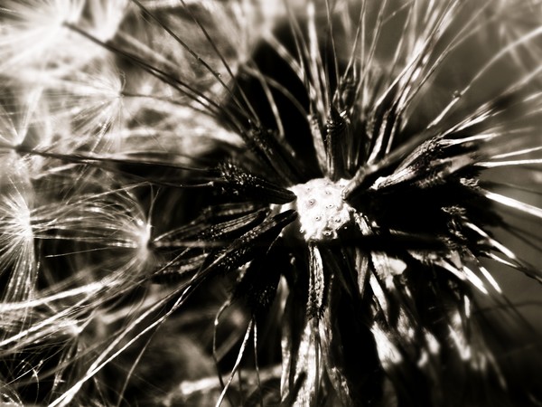 make a wish