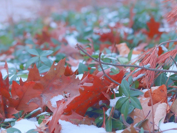 Leaf Garden 