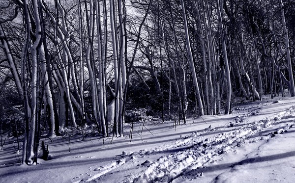Snowy Branches
