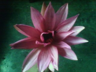 lotus