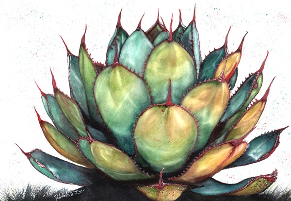 AGAVE