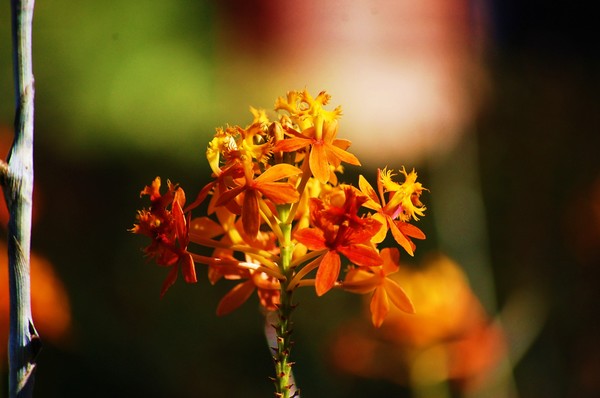 Zoo flower