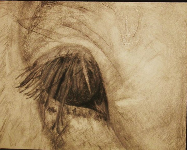 Horse's Eye