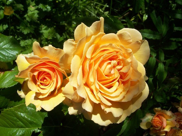 Amber Queen