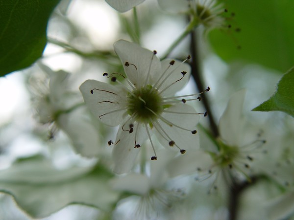 Blossom