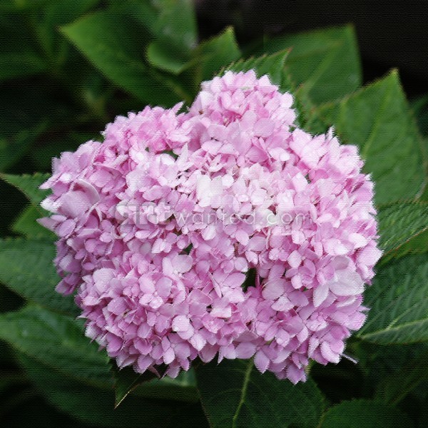 Flower 1, Square format, ne1078