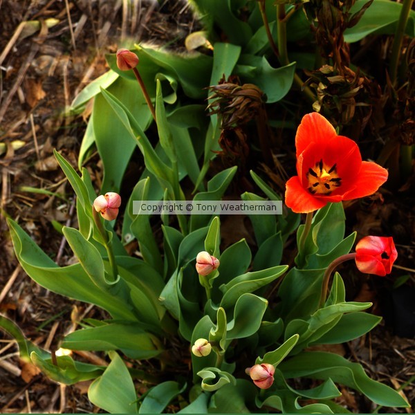 Tulips 3, ne1101