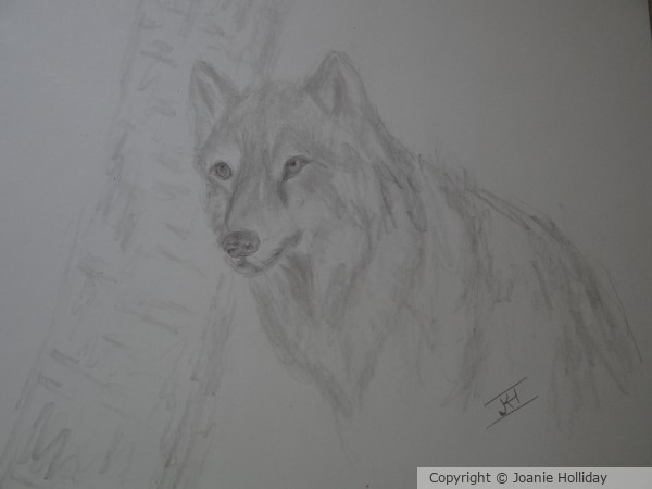 GREY WOLF, PENCIL