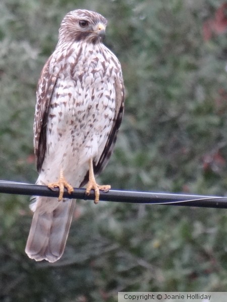 RESIDENT HAWK.. PHOTO
