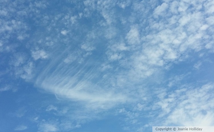 MARES TAILS 