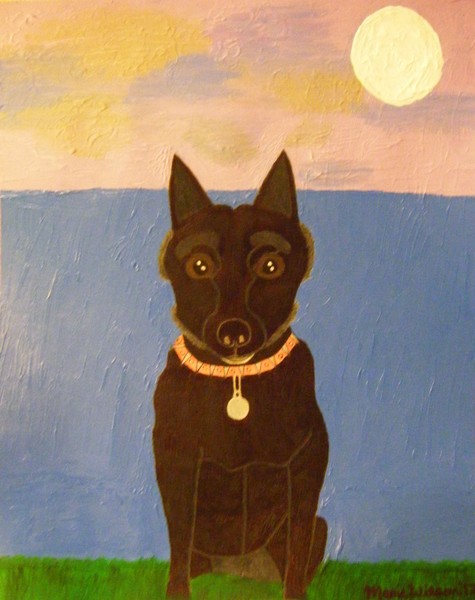 Piper the Schipperke