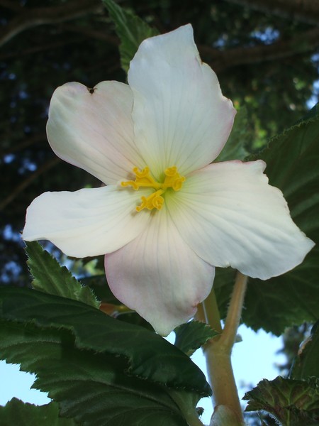 White Orchid