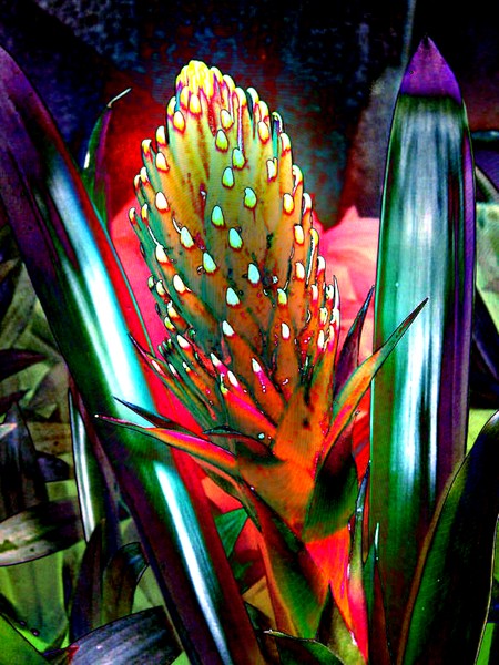jungle flower