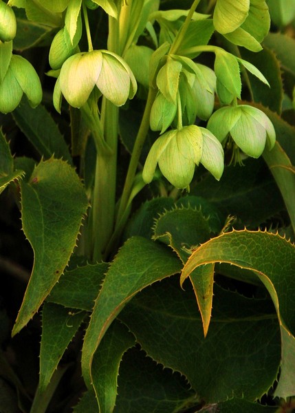 Hellebore ( I think)
