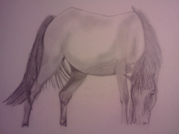 wild horse with young 
