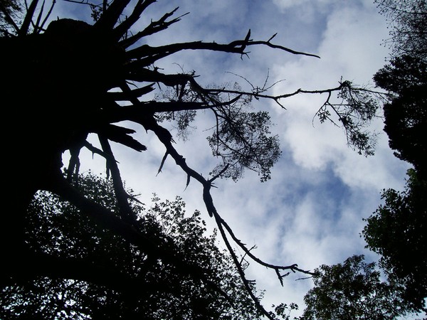 Look Up